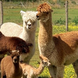naar foto's alpaca's van Alpacasa-dna